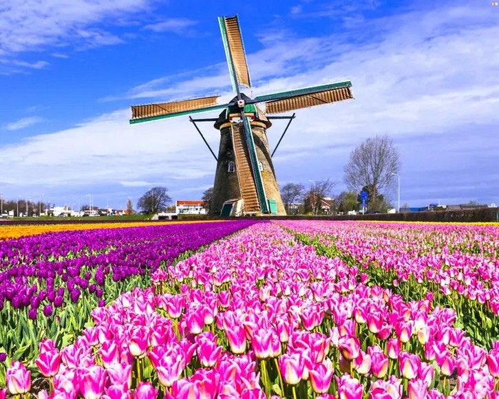 Cánh đồng hoa tulip Hà Lan mùa xuân