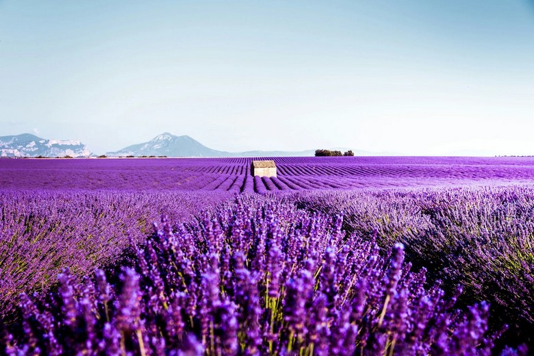 Cánh đồng lavender tím ngát trên cao nguyên Valensole