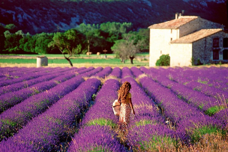 Con đường nhỏ dẫn qua cánh đồng lavender vùng Luberon