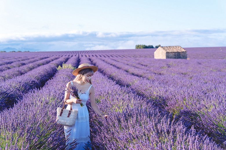 Khách đoàn Việt Nam chụp ảnh giữa cánh đồng lavender Provence
