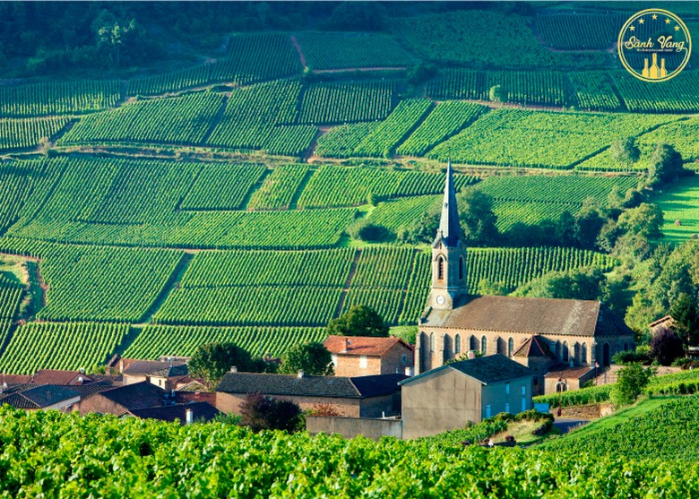 Những thửa vườn nho nhỏ đặc trưng vùng Burgundy